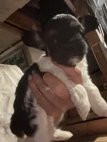 Jasper, a male Yorkipoo for sale in Albuquerque, NM – 1 of 1
