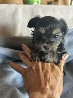 Teddy, a male Yorkshire Terrier for sale in Albuquerque, NM – 1 of 2