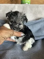 Ace, a male Yorkshire Terrier for sale in Albuquerque, NM – 2 of 2