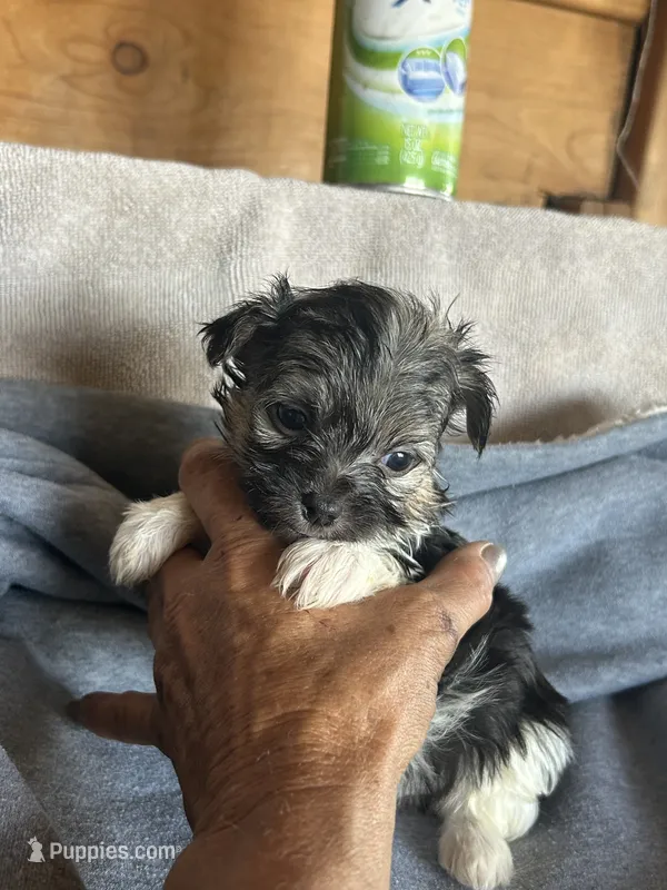 Ace, a male Yorkshire Terrier for sale in Albuquerque, NM – 1 of 2