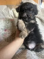 Chase, a male Yorkshire Terrier for sale in Albuquerque, NM – Photo 2 of 3