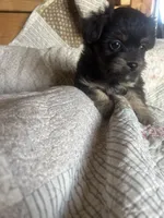 Chase, a male Yorkshire Terrier for sale in Albuquerque, NM – Photo 1 of 3