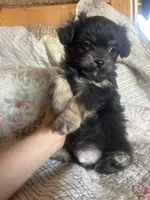 Chase, a male Yorkshire Terrier for sale in Albuquerque, NM – Photo 3 of 3