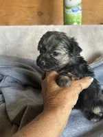 Chase, a male Yorkshire Terrier for sale in Albuquerque, NM – 1 of 2
