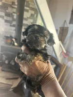 Max , a male Yorkshire Terrier for sale in Albuquerque, NM – 1 of 1