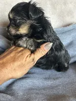 Teddy, a male Yorkshire Terrier for sale in Albuquerque, NM – 2 of 2