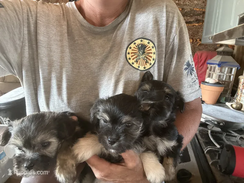 Miriam – Yorkshire Terrier puppy for sale in Albuquerque, NM