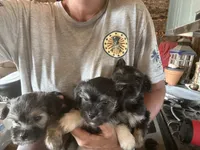 Miriam, a female Yorkshire Terrier for sale in Albuquerque, NM – 1 of 1