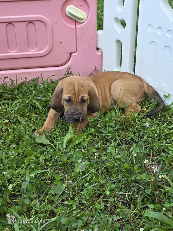 Red girl – Bloodhound puppy for sale in Jeffersonville, KY