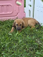 Red girl, a female Bloodhound for sale in Jeffersonville, KY – 1 of 2
