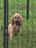 Light blue girl, a female Bloodhound for sale in Jeffersonville, KY – 2 of 2