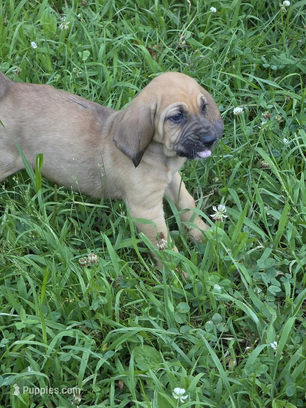 Green girl – Bloodhound puppy for sale in Jeffersonville, KY