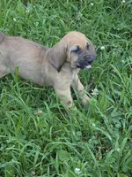Green girl, a female Bloodhound for sale in Jeffersonville, KY – 1 of 1