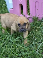 Purple female, a female Bloodhound for sale in Jeffersonville, KY – 1 of 1