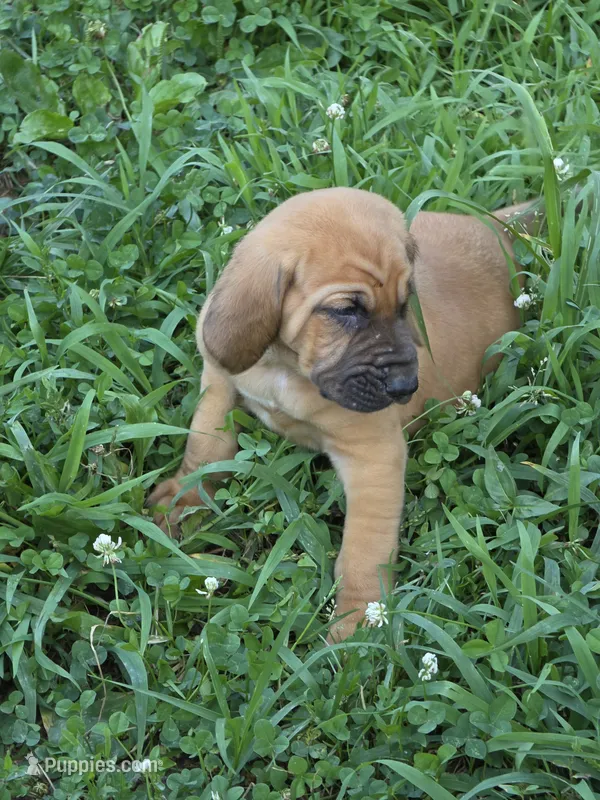 Light blue girl – Bloodhound puppy for sale in Jeffersonville, KY