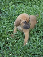 Light blue girl, a female Bloodhound for sale in Jeffersonville, KY – 1 of 2