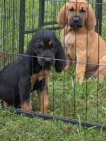 Pink girl, a female Bloodhound for sale in Jeffersonville, KY – 2 of 2