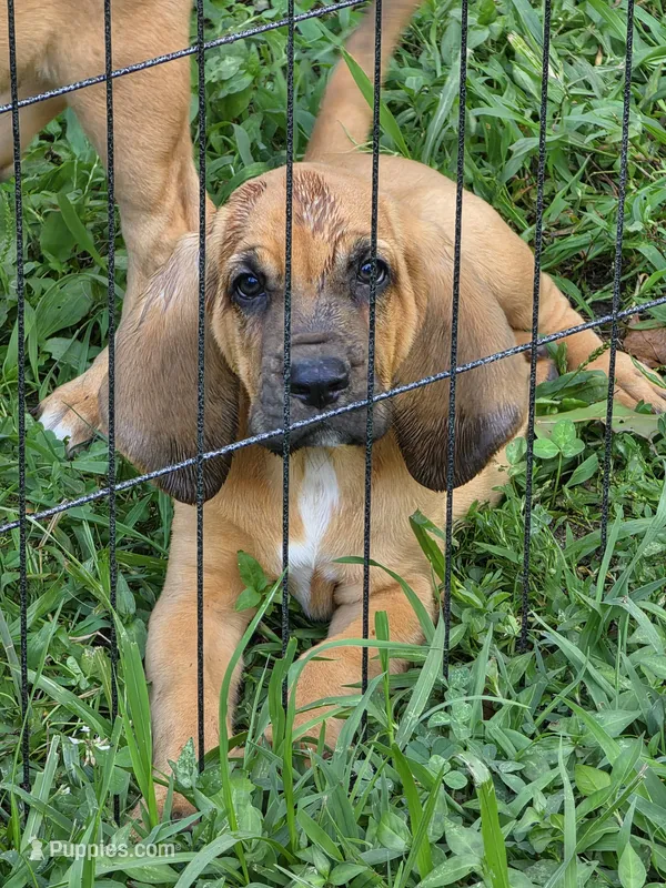 Blue boy – Bloodhound puppy for sale in Jeffersonville, KY