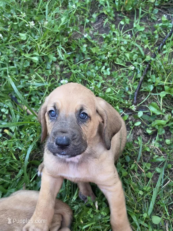 Blue boy – Bloodhound puppy for sale in Jeffersonville, KY