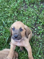 Blue boy, a male Bloodhound for sale in Jeffersonville, KY – 1 of 1