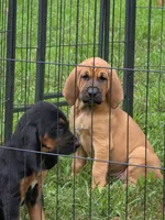 Red girl, a female Bloodhound for sale in Jeffersonville, KY – 2 of 2