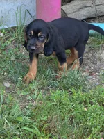 Pink girl, a female Bloodhound for sale in Jeffersonville, KY – 1 of 2