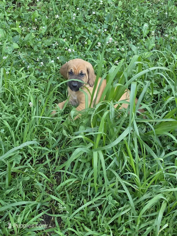 Orange boy – Bloodhound puppy for sale in Jeffersonville, KY