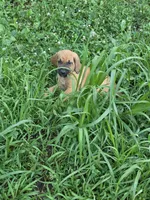 Orange boy, a male Bloodhound for sale in Jeffersonville, KY – 1 of 1