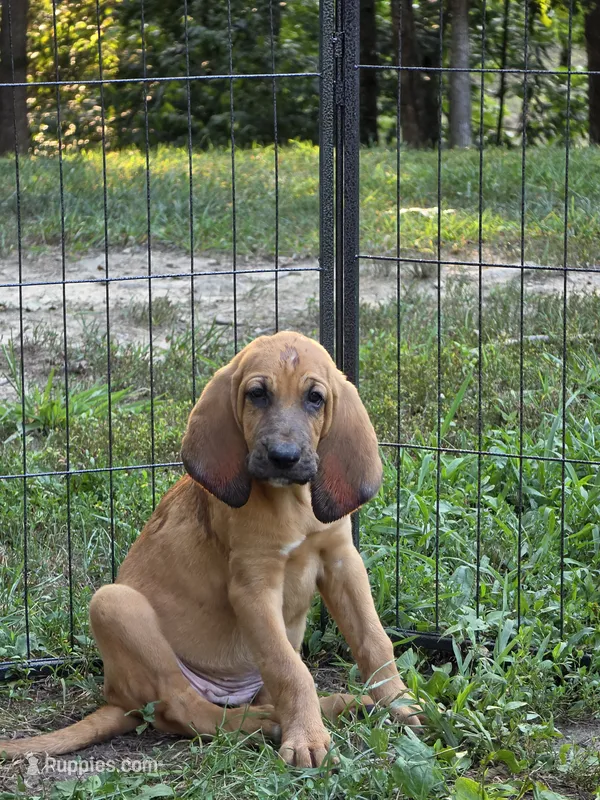 Light blue girl – Bloodhound puppy for sale in Jeffersonville, KY
