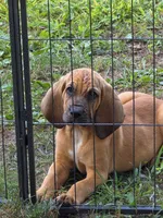 Blue boy, a male Bloodhound for sale in Jeffersonville, KY – 2 of 2