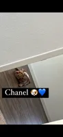 Chanel, a female French Bulldog for sale in Dania, FL – 2 of 10
