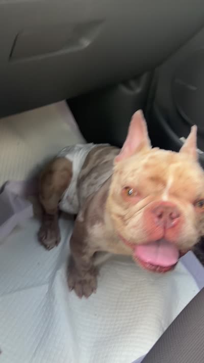 Chanel, a female French Bulldog for sale in Dania, FL – 10 of 10