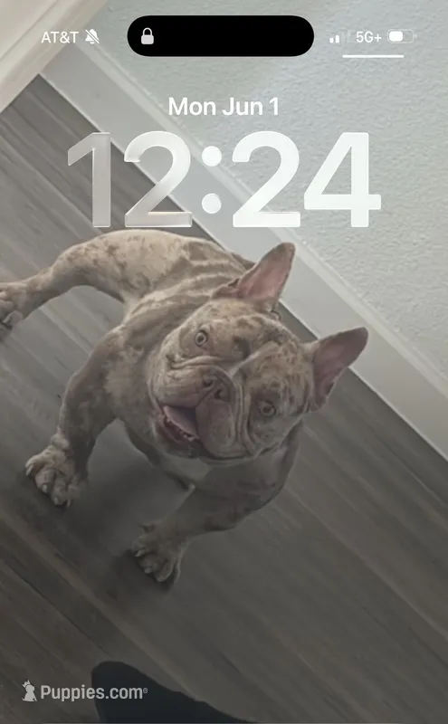 Chanel – French Bulldog puppy for sale in Dania, FL