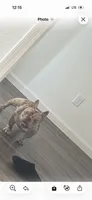 Chanel, a female French Bulldog for sale in Dania, FL – 5 of 10