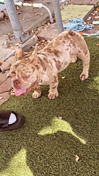 Chanel, a female French Bulldog for sale in Dania, FL – 3 of 10