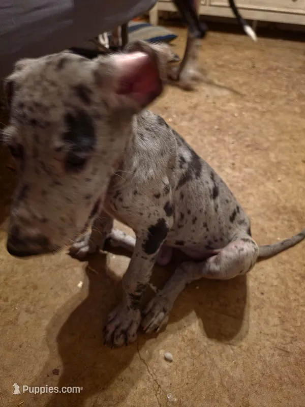 Hailey  – Great Dane puppy for sale in Big Spring, TX