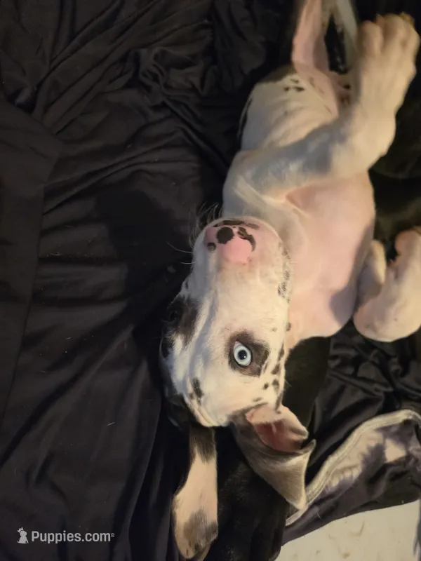 Chomp – Great Dane puppy for sale in Big Spring, TX