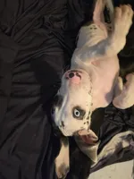 Chomp, a male Great Dane for sale in Big Spring, TX – 1 of 4