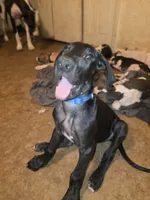 King, a male Great Dane for sale in Big Spring, TX – 2 of 4