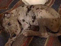 Thunder, a male Great Dane for sale in Big Spring, TX – 2 of 3