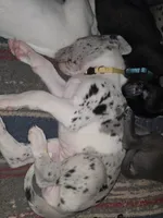 Daisy, a female Great Dane for sale in Big Spring, TX – 2 of 2