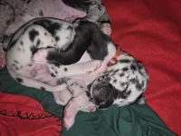 Speckles, a female Great Dane for sale in Big Spring, TX – 2 of 2