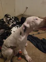 Baby blue, a male Great Dane for sale in Big Spring, TX – 3 of 5