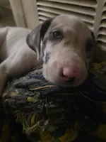 Lefty , a female Great Dane for sale in Big Spring, TX – 2 of 3