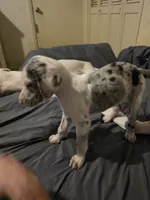 Bonnet , a female Great Dane for sale in Big Spring, TX – 3 of 4