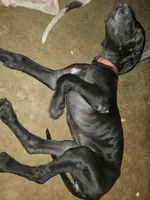 Lil bit, a female Great Dane for sale in Big Spring, TX – 4 of 4