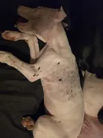 Bunny, a female Great Dane for sale in Big Spring, TX – 6 of 6