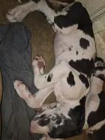 Snoopy , a male Great Dane for sale in Big Spring, TX – 2 of 2