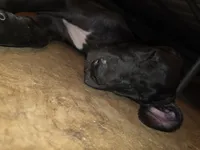 Lil bit, a female Great Dane for sale in Big Spring, TX – 2 of 4