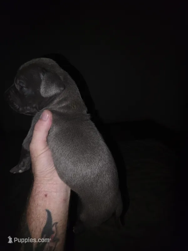 Gunner, a male Great Dane for sale in Big Spring, TX – Photo 1 of 3